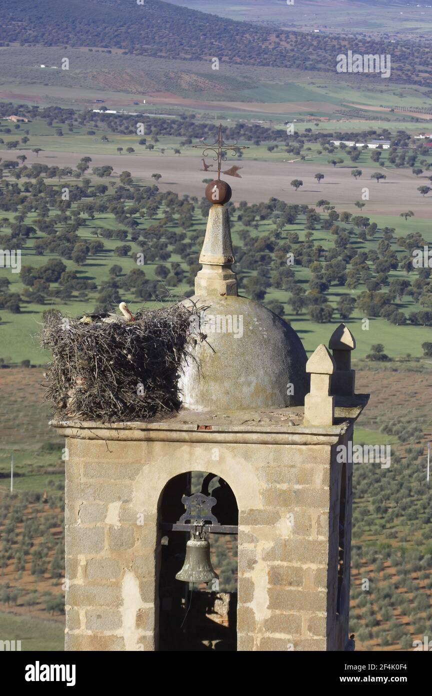 Cicogna bianca (Ciconia ciconia) Nesting on Church Bell Tower Extramadura, Spagna BI002890 Foto Stock