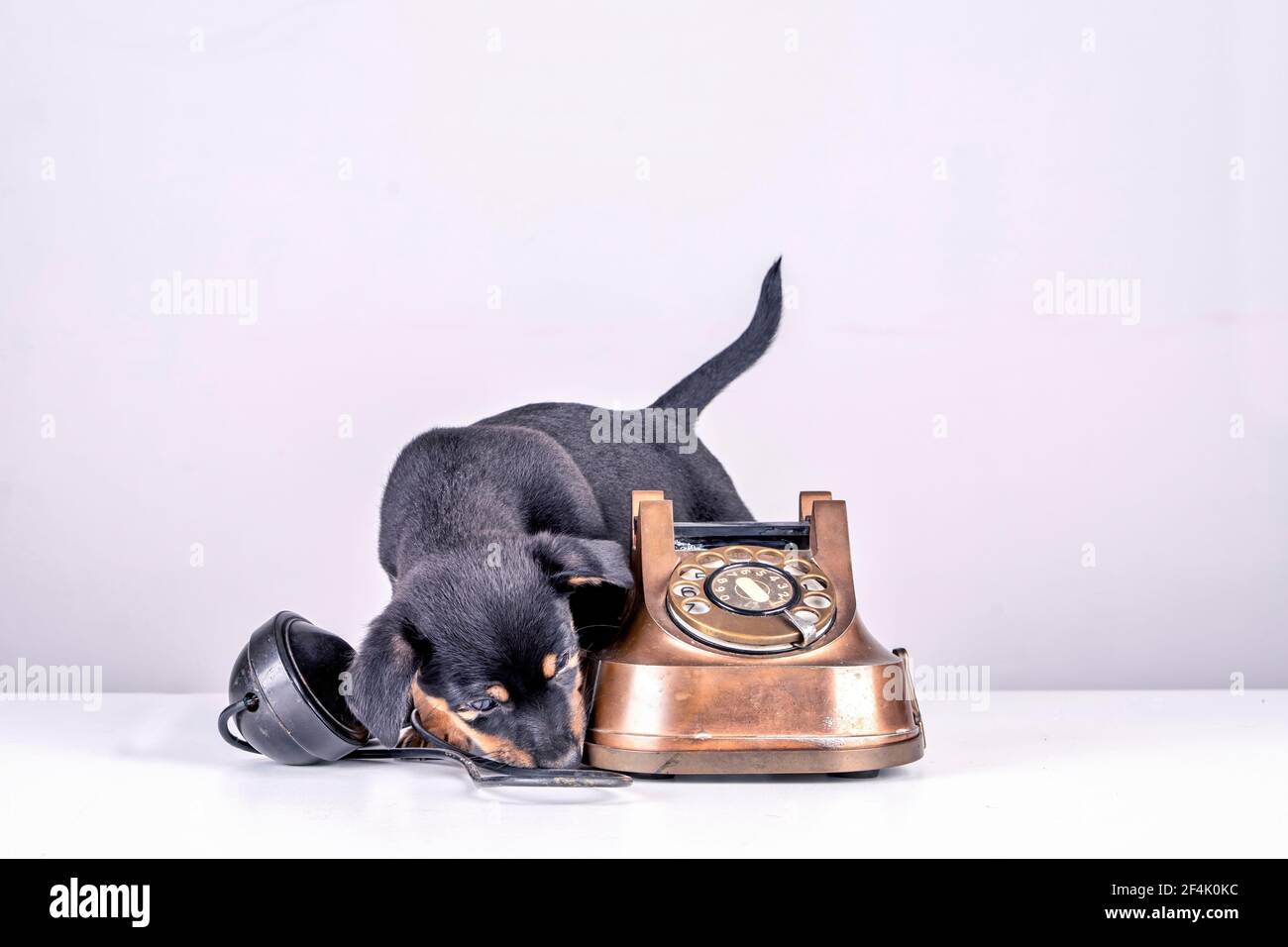 Jack Russell cucciolo cane è sniffing un vecchio rame e Bakelite telefono. Il ricevitore del telefono si trova accanto al telefono. Con quadrante vecchio e classico retrò Foto Stock