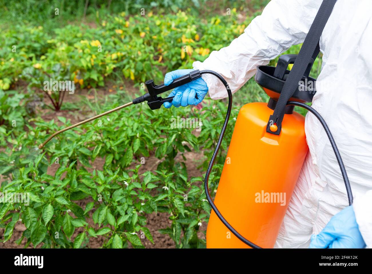 Coltivatore che spruzza pesticidi tossici nel orto Foto Stock