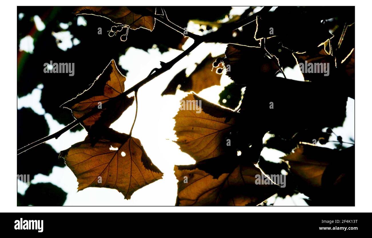 Gli alberi stanno girando ai loro colori di autunno presto dal mancanza di pioggia e il calore degli ultimi Months.pic David Sandison 4/9/2003 Foto Stock
