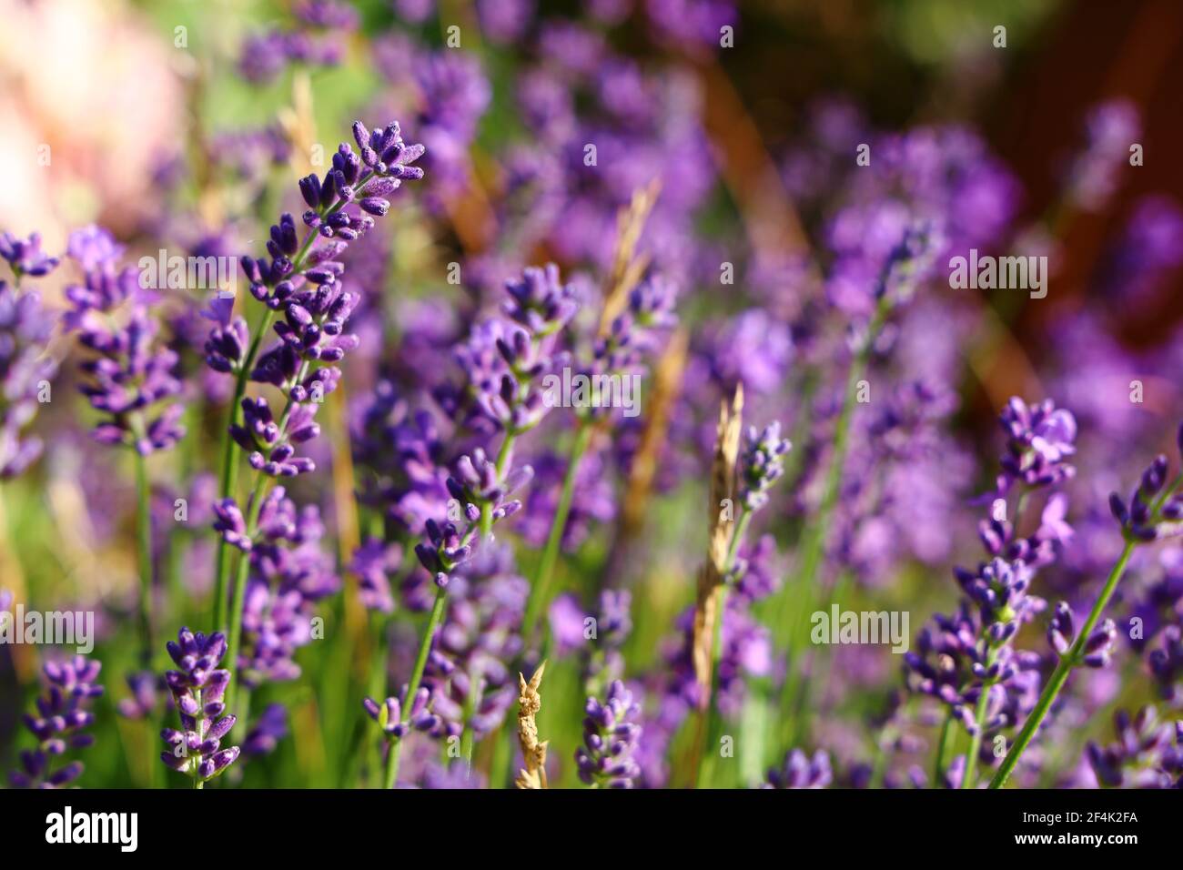 Campo di Lavandula Foto Stock
