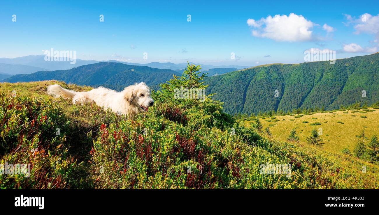 il cane pastore riposa sulla collina. animale carino in estate paesaggio di montagna in una giornata di sole. buon vecchio concetto di amico Foto Stock