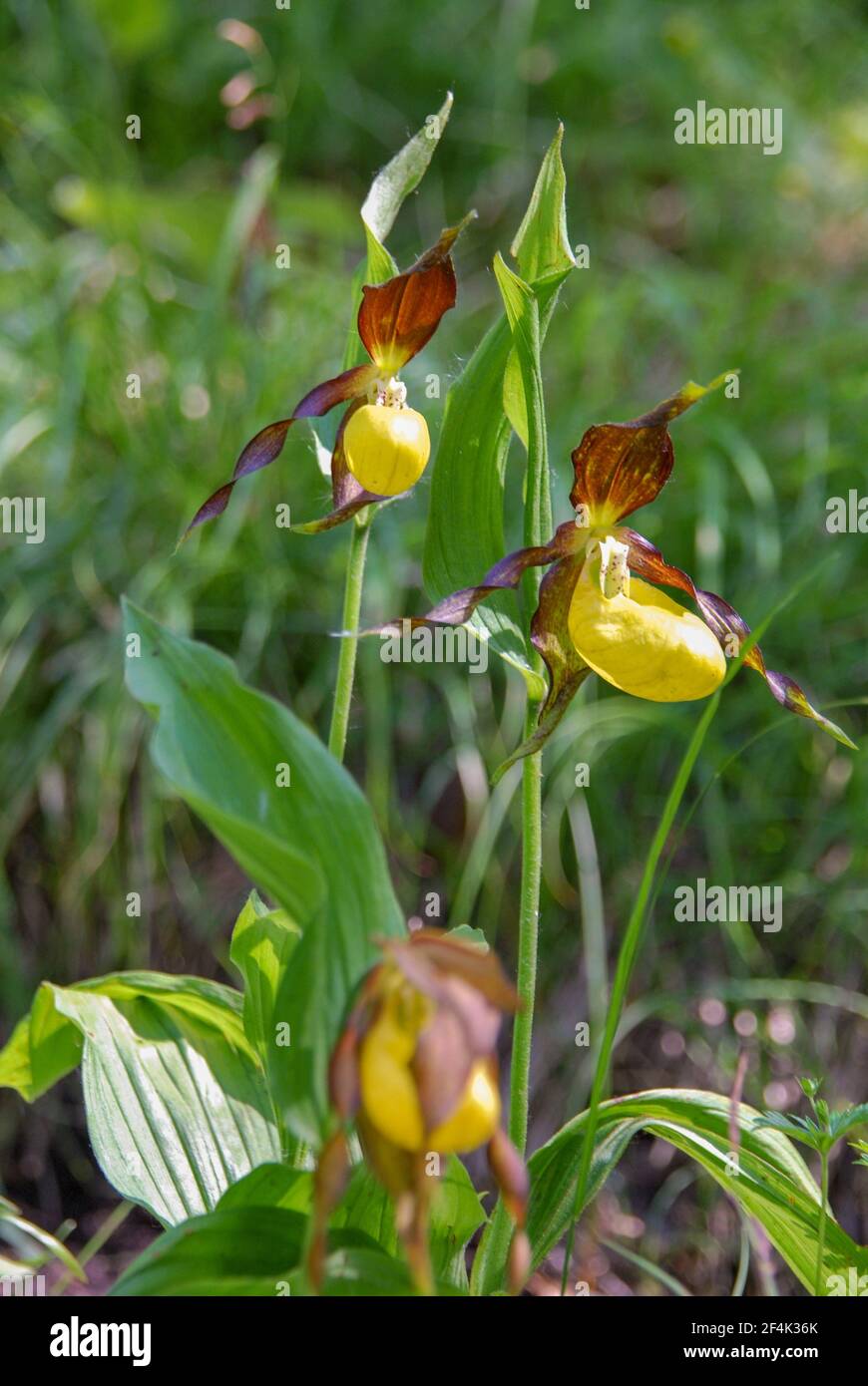 Cypripedium calceolus è una orchidea da donna Foto Stock