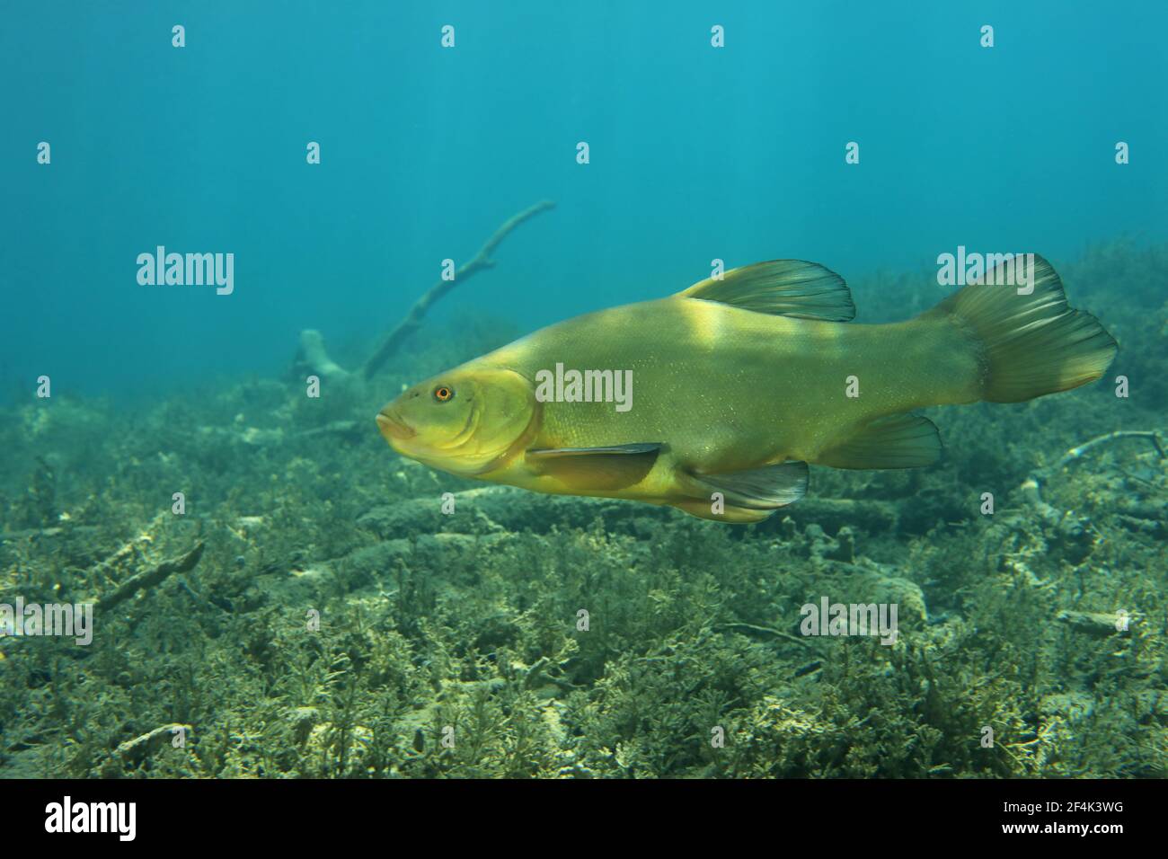 Pesce tinca (Tinca tinca) sott'acqua nel lago di acqua dolce Foto Stock