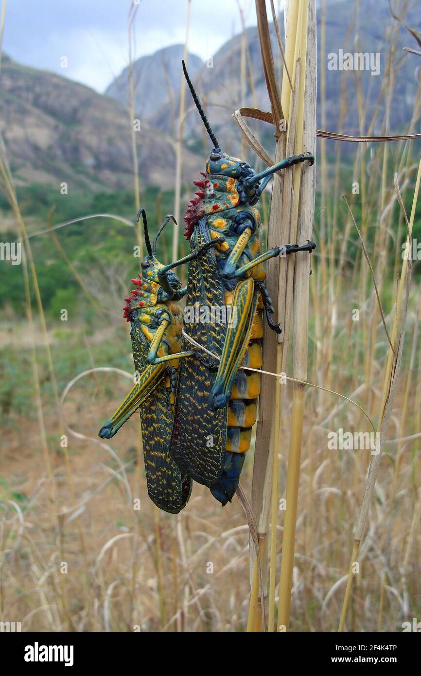Locusto dipinto gigante / Grasshopper (Phymateus saxosus ssp. Madagascariensis) Foto Stock