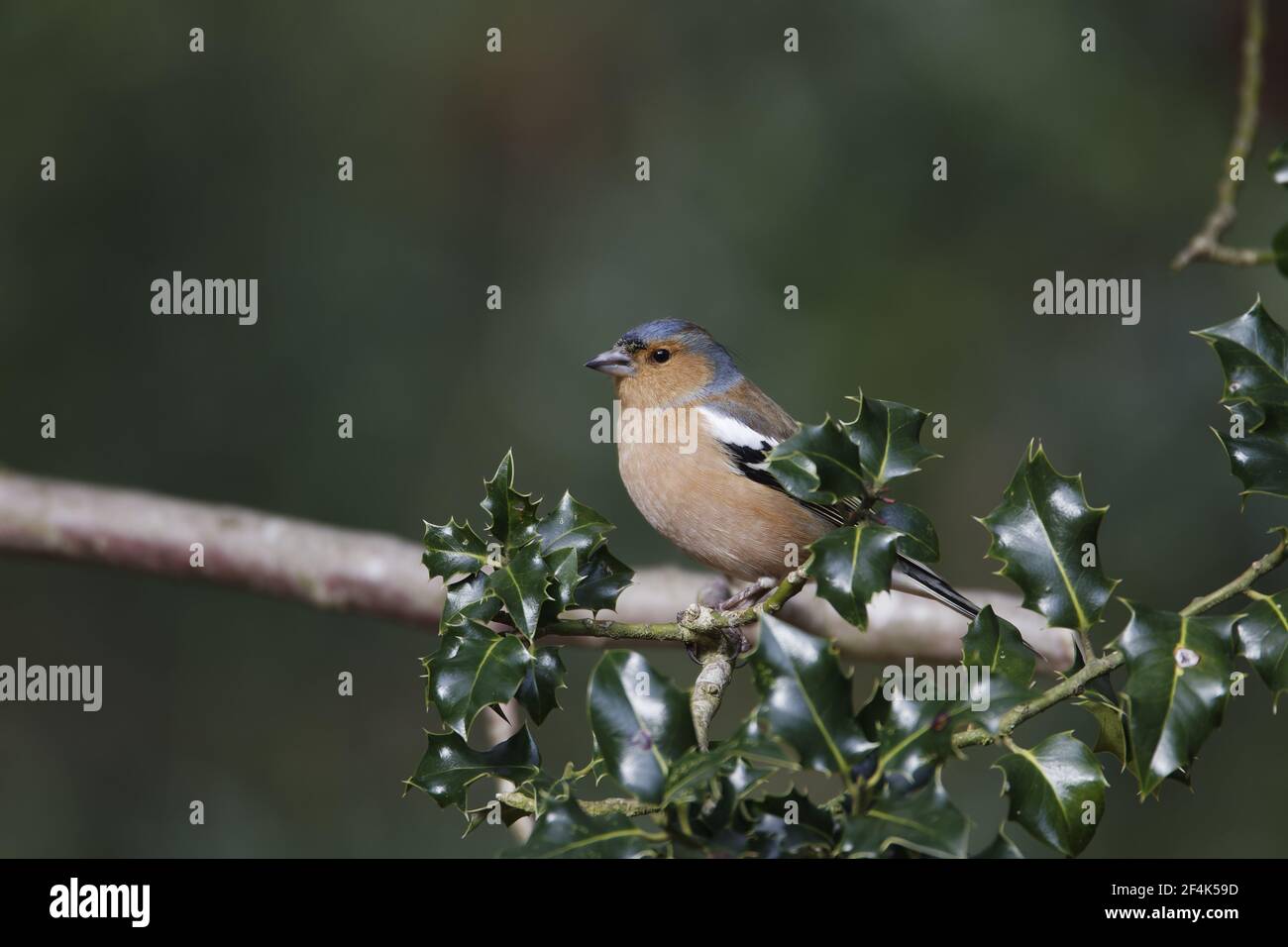 Fringuello Fringilla coelebs New Forest National Park Hampshire, Regno Unito BI022072 Foto Stock