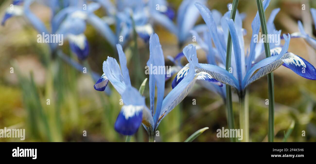 Primo piano di fiori blu in primavera. Iris reticulata è una specie di pianta fiorente della famiglia Iridaceae. Foto Stock