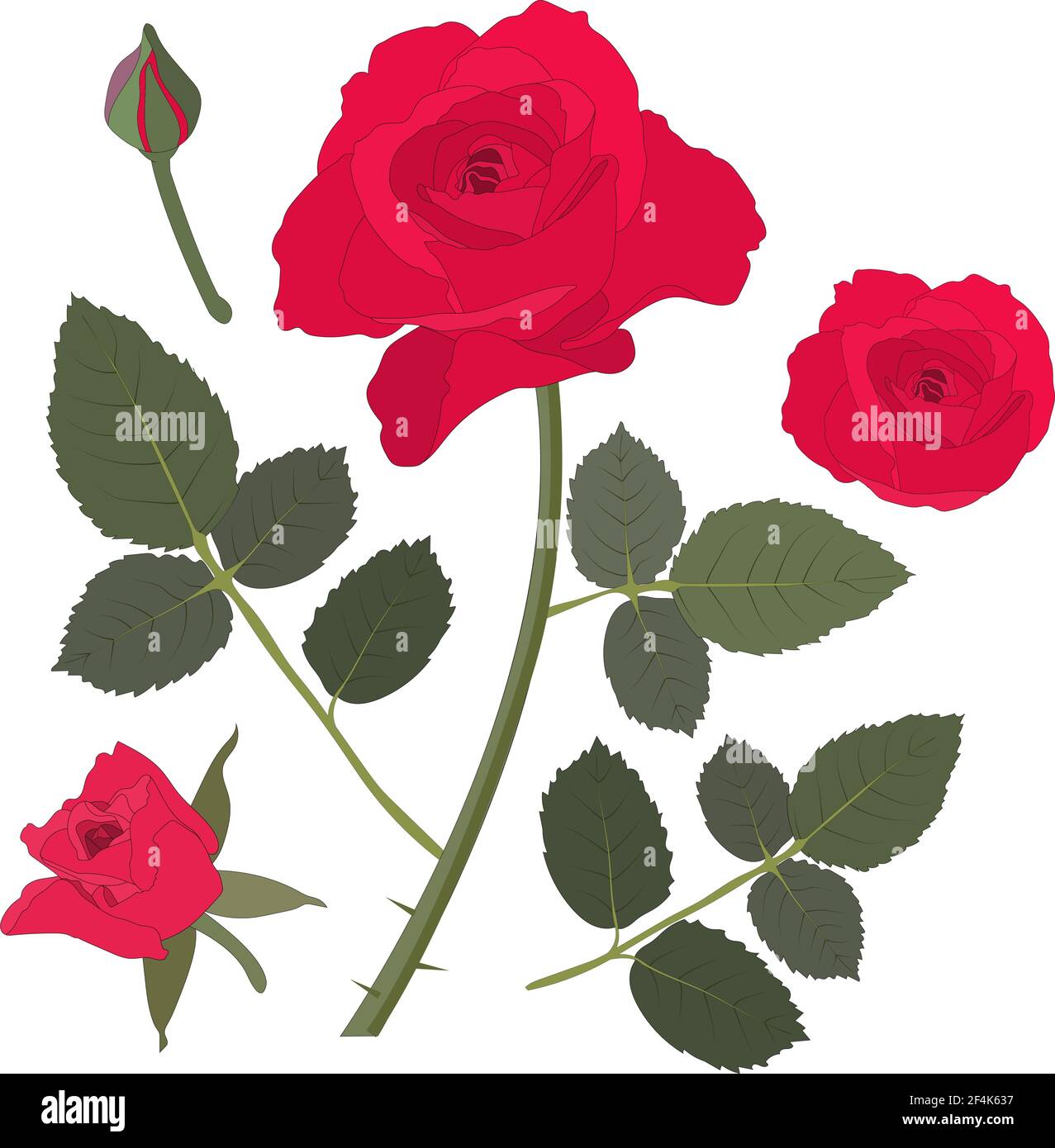 Set vettoriale con rosa. Rose rosse con gemme e foglie isolate su sfondo bianco. Per biglietti d'auguri, inviti, cornici, banner, modelli Illustrazione Vettoriale