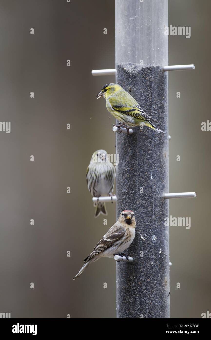 Lucherino e Redpoll - sul niger alimentatore di sementi Carduelis spinus & Acanthis flammea Hampshire, Regno Unito BI022286 Foto Stock