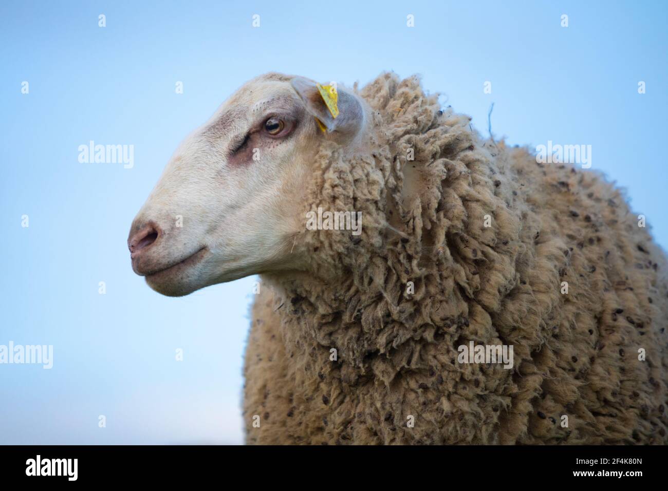 Ritratto di un giovane montone di pecora INRA 401 (Ovis Orientalis aries) Foto Stock