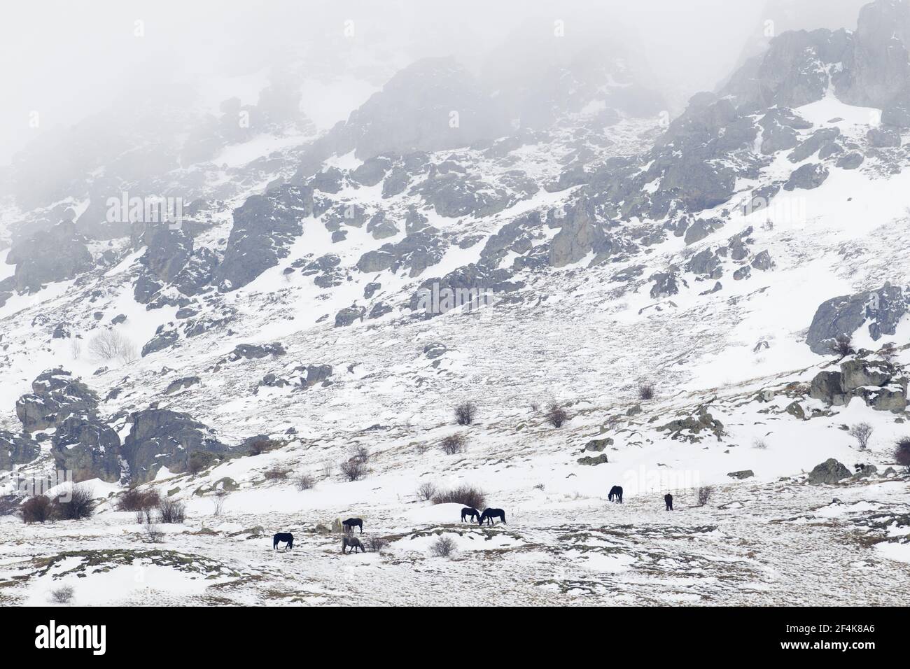 Cavalli in montagna innevaBulgaria MA002363 Foto Stock