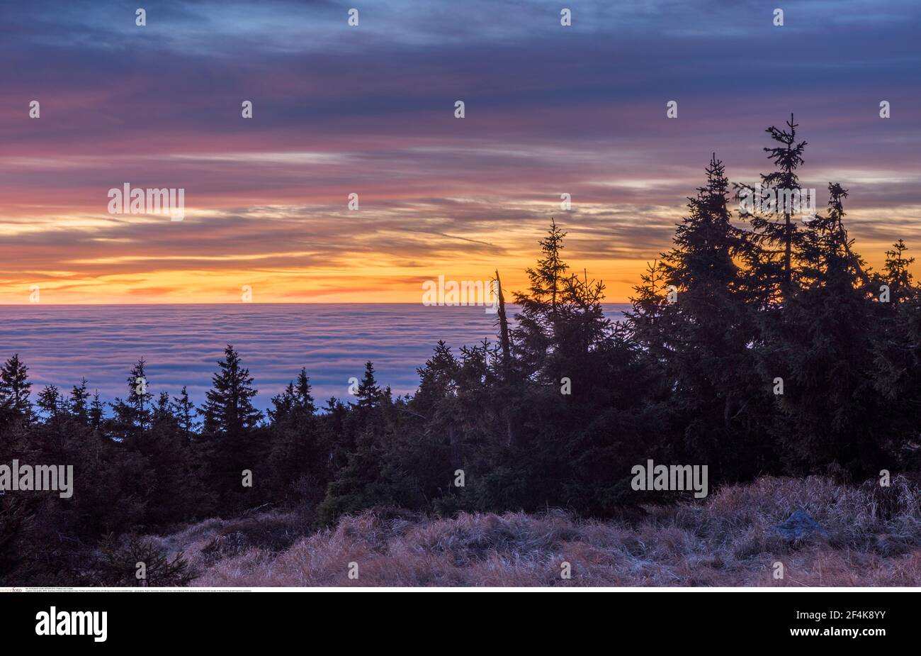 Geografia / viaggio, Germania, Sassonia-Anhalt, Harz National Park, spruces sul Brocken (picco) nel m, Additional-Rights-Clearance-Info-Not-Available Foto Stock