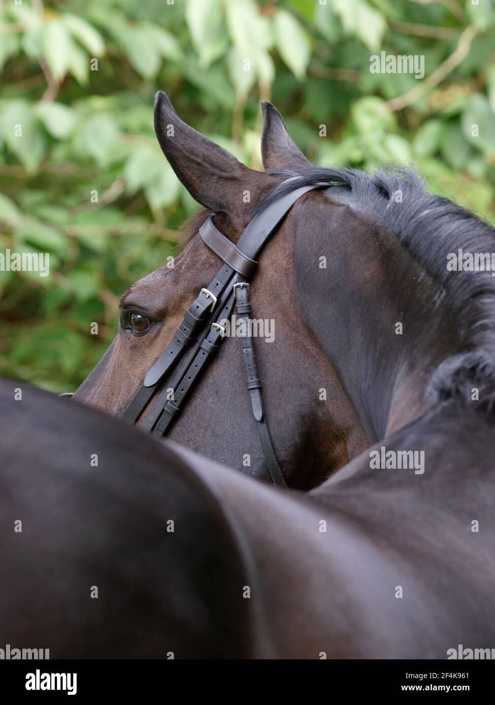 Un primo piano di un cavallo di baia in una briglia. Foto Stock