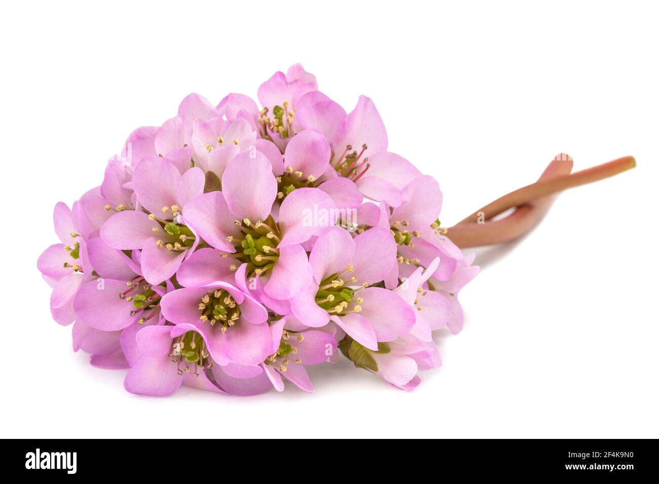 Bergenia crassifolia fiori isolati su sfondo bianco Foto Stock