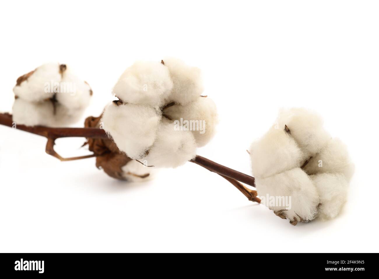Ramo di cotone con fiori isolati su sfondo bianco Foto Stock