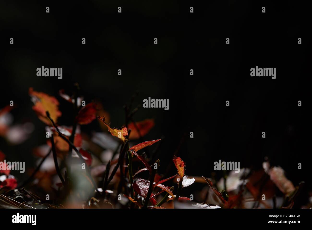 foglie marroni e rosse sulla terra nella foresta Foto Stock
