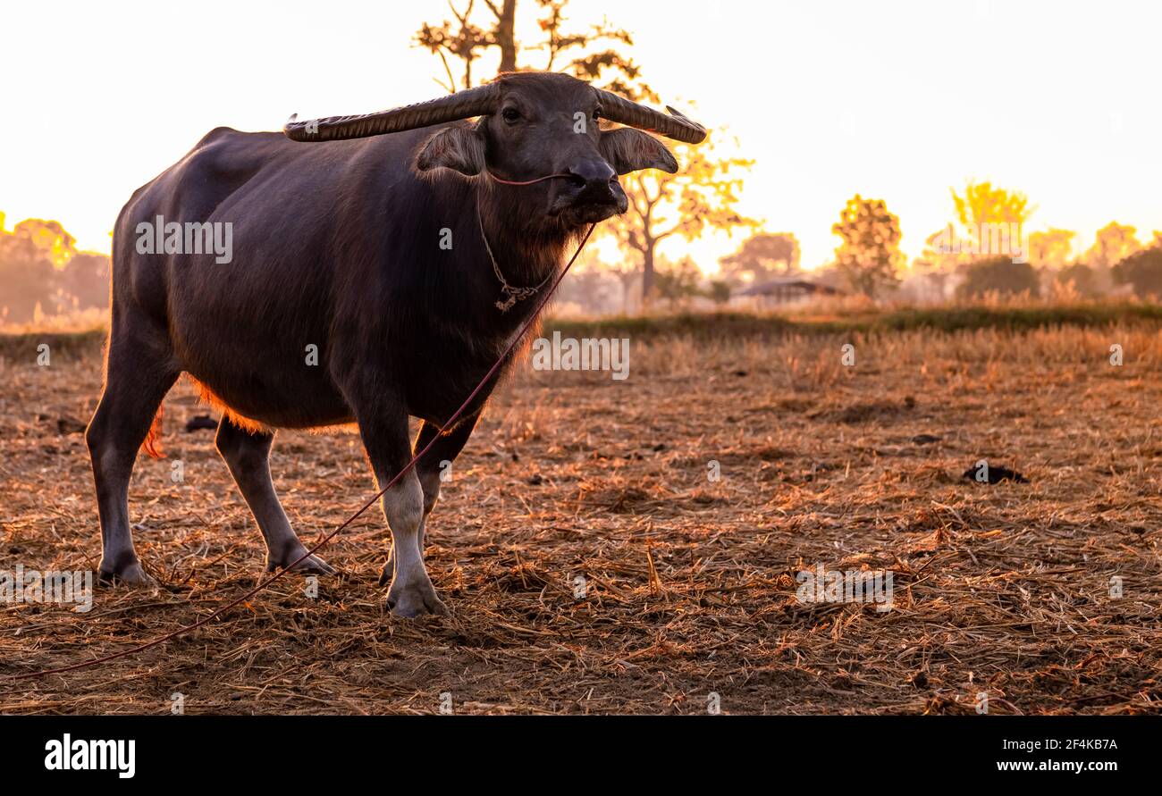 Palude bufalo in un campo di riso raccolto in Thailandia. Buffalo stand presso la fattoria di riso al mattino con la luce del sole. Bufali d'acqua domestici nel sud-est asiatico Foto Stock Palude bufalo in un campo di riso raccolto in Thailandia. Buffalo stand presso la fattoria di riso al mattino con la luce del sole. Bufali d'acqua domestici nel sud-est asiatico Foto Stock