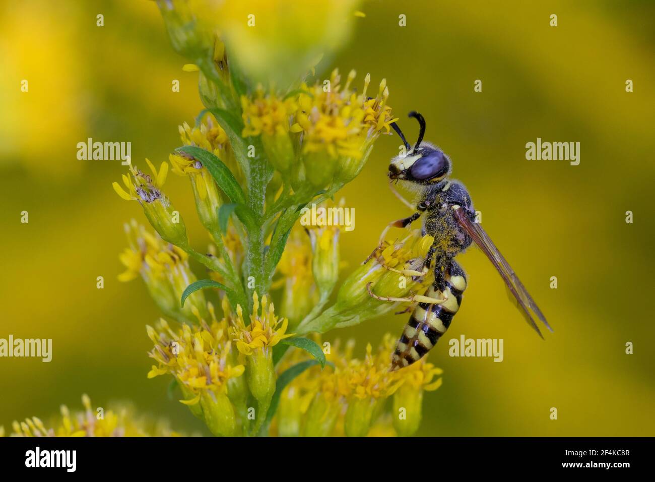 Bienenwolf, Blütenbesuch an Kanadische Goldrute, Philanthus triangulum, Philanthus apivorus, mannaro europeo, lupo di api, filanthus che mangia le api, le phil Foto Stock
