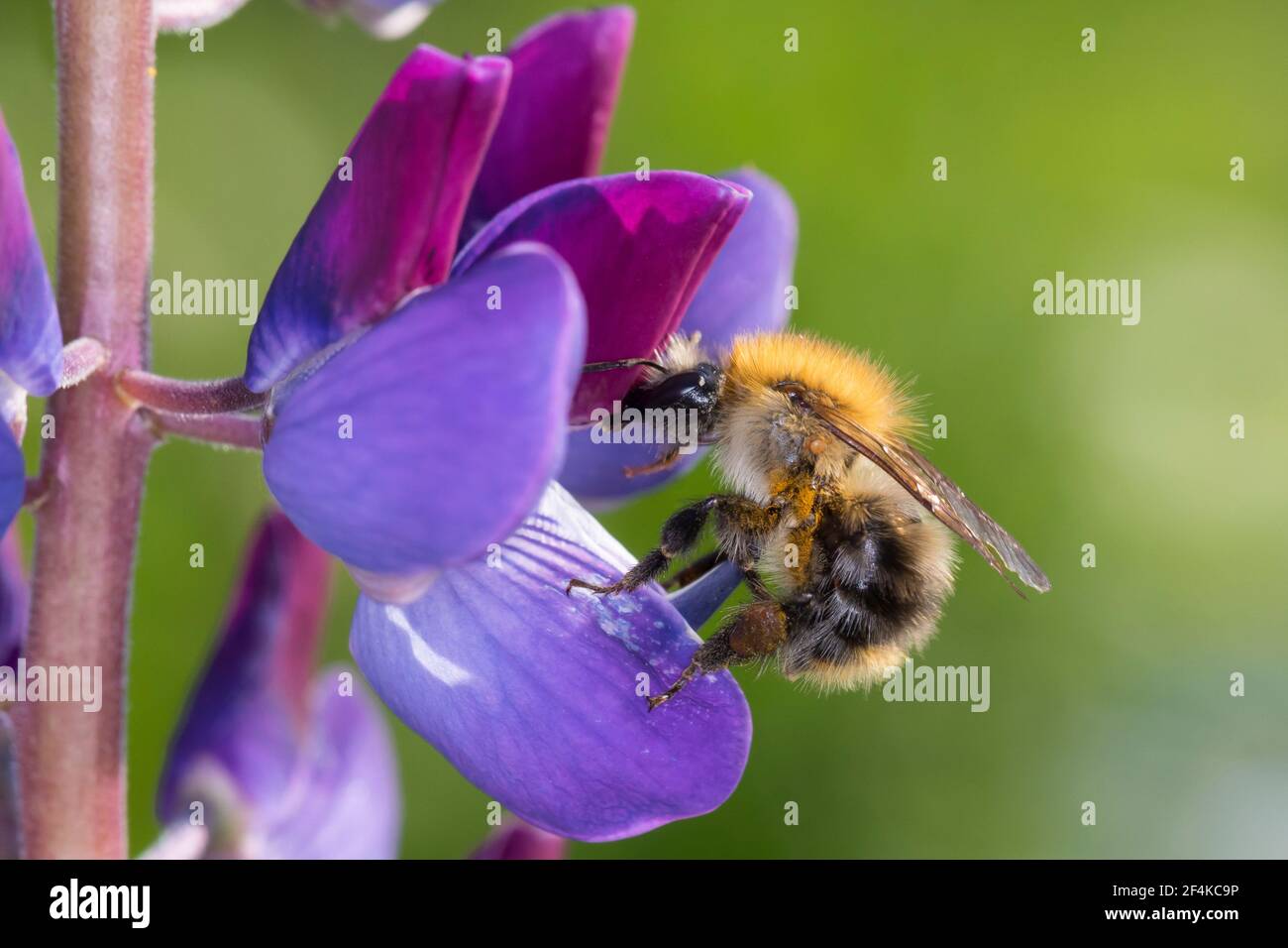 Ackerhummel, Acker-Hummel, Hummel, Weibchen, Blütenbesuch an Lupin, Pollenhöschen, Bombus pascuorum, Bombus agrorum, Megabombus pascuorum floralis, c. Foto Stock