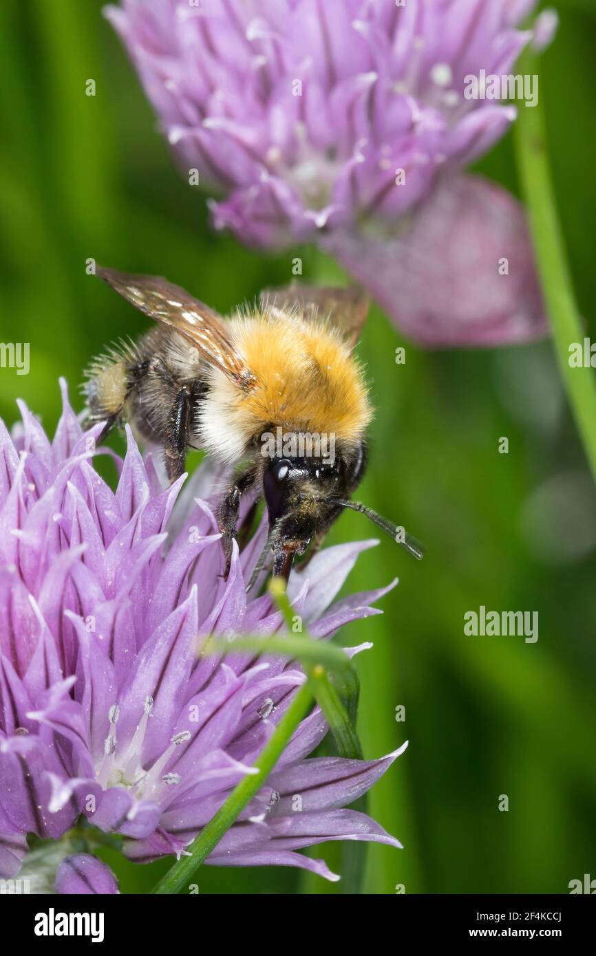 Ackerhummel, Acker-Hummel, Hummel, Weibchen, Blütenbesuch, Pollenhöschen, Bombus pascuorum, Bombus agrorum, Megabombus pascuorum floralis, carta comune Foto Stock