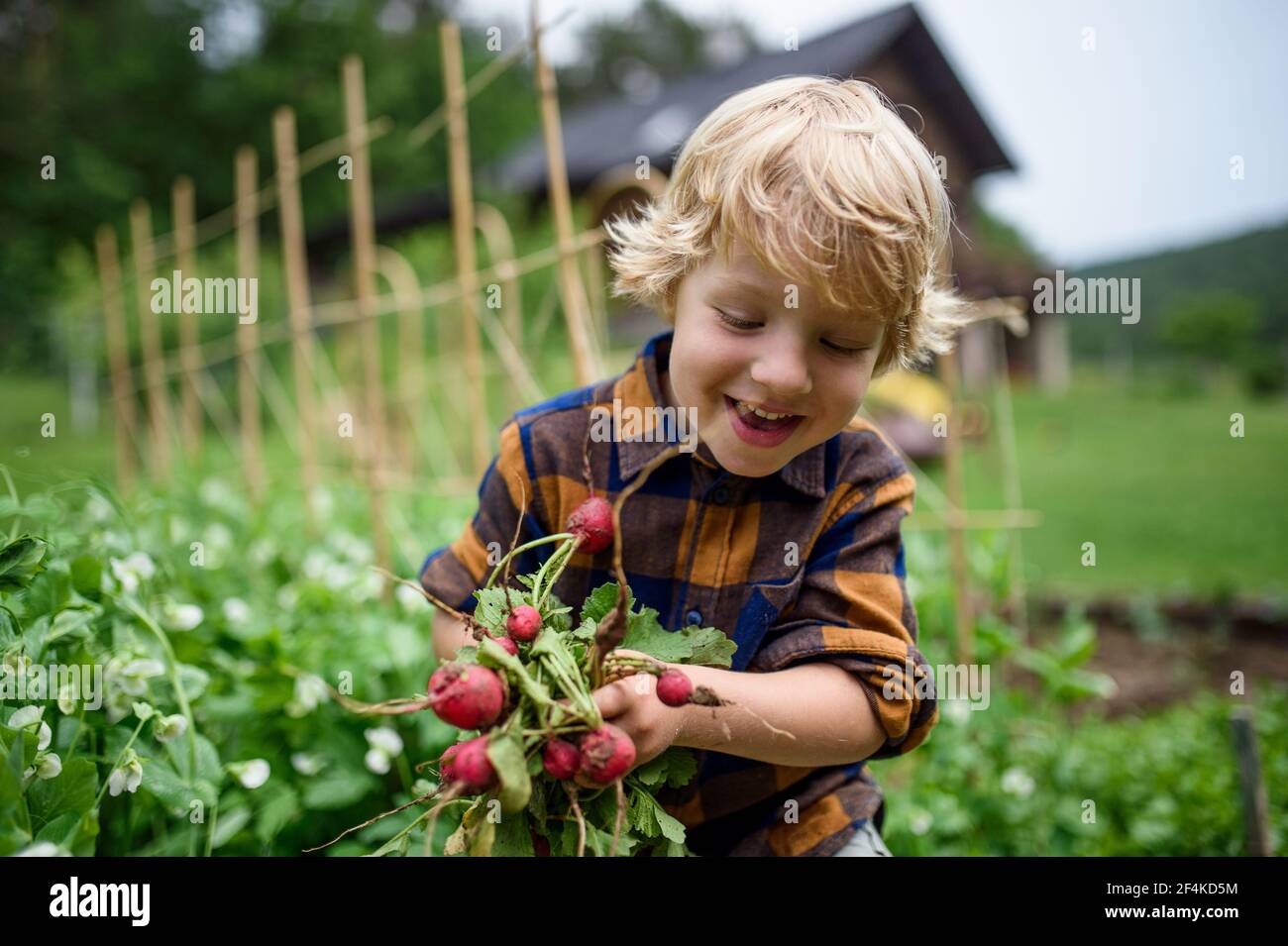 Ragazzino che tiene ravanelli in orto, stile di vita sostenibile. Foto Stock