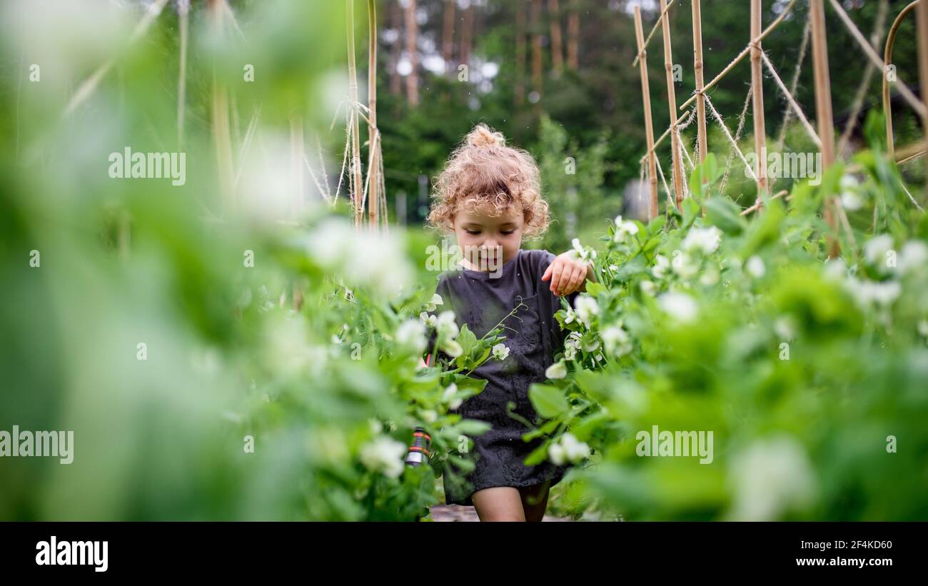Ritratto di bambina che cammina in orto, stile di vita sostenibile. Foto Stock