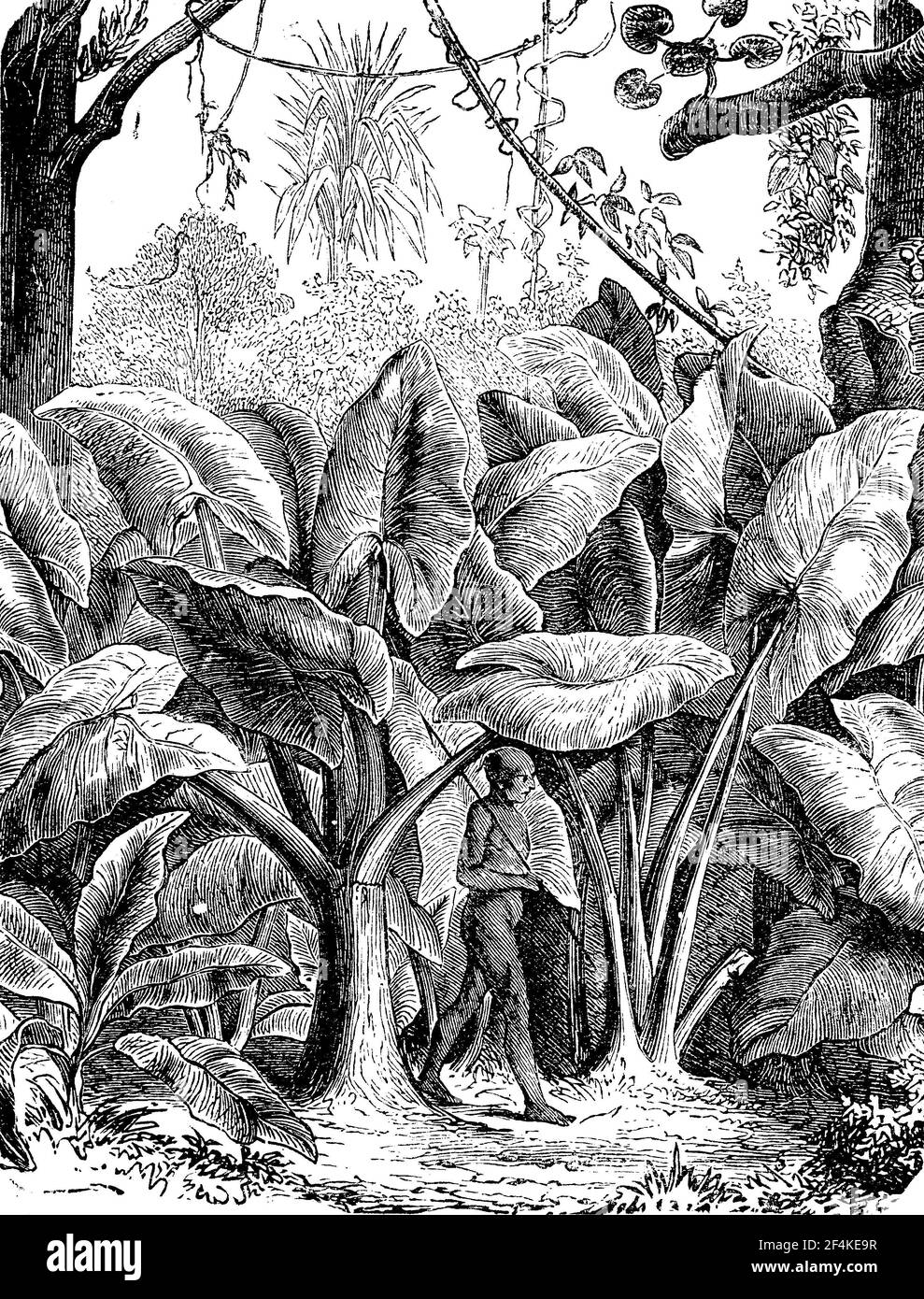La colocasia gigantea, Zehrwurz, è un genere di piante della famiglia Arum / Colocasia gigantea, Zehrwurz, ist eine Pflanzengattung innerhalb der Familie der Aronstabgewächse, Historisch, storico, digitale riproduzione migliorata di un originale del XIX secolo / digitale Reproduktion einer Originaldem vorlage 19. Jahrhundert Foto Stock