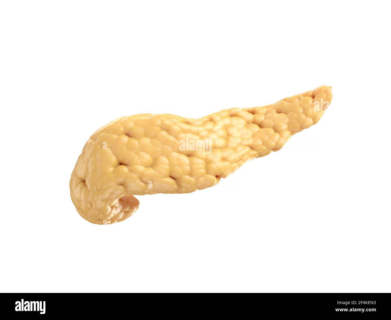 Illustrazione anatomicamente accurata del pancreas umano isolato su bianco. rendering 3d Foto Stock