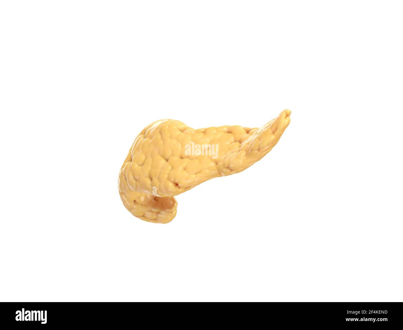 Illustrazione anatomicamente accurata del pancreas umano isolato su bianco. Vista laterale. rendering 3d Foto Stock