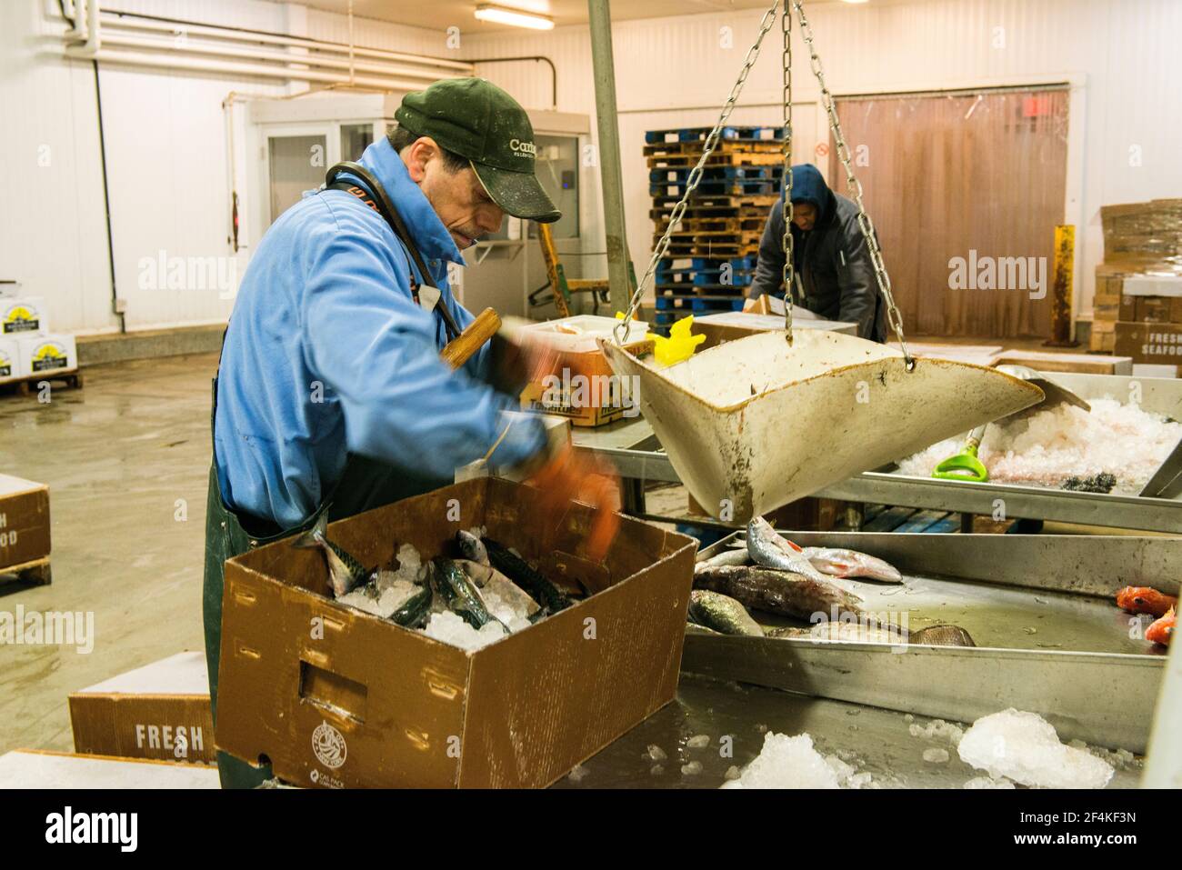 New York City, Stati Uniti. I dipendenti del mercato all'ingrosso stanno preparando scatole con pesce fresco per i clienti al New Fulton Fish Market, Hunts Point, il Bronx. Foto Stock