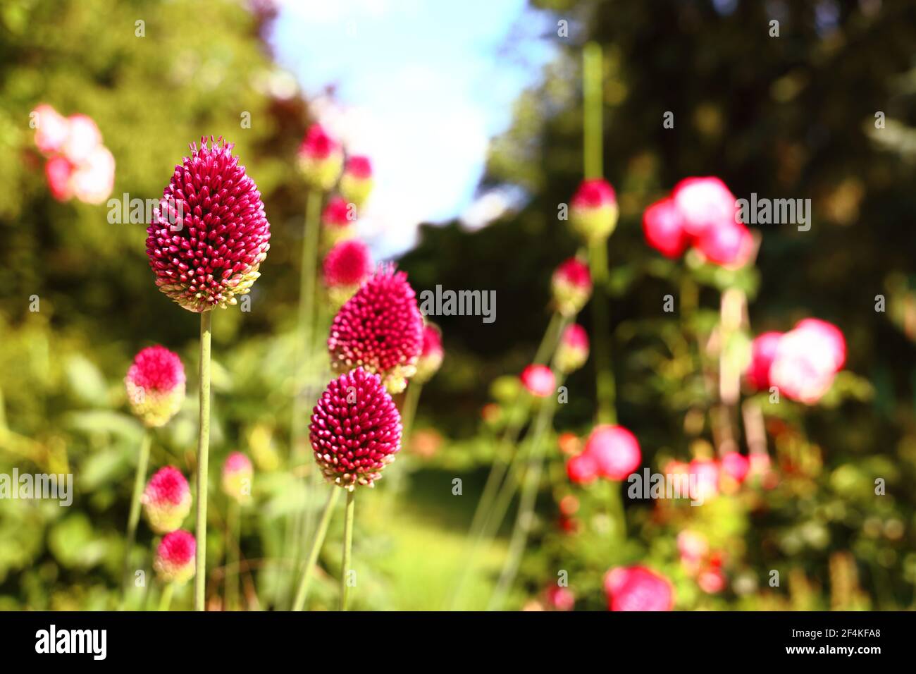 Allium sphaerocephalon Foto Stock