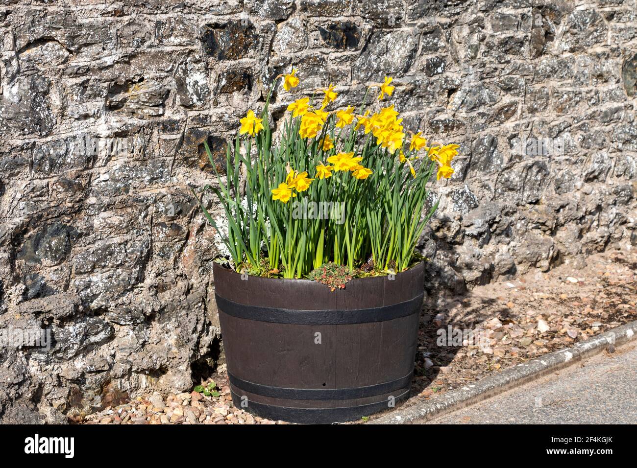 NARCISI IN PRIMAVERA CHE CRESCONO IN UNA VECCHIA VASCA DI LEGNO FATTO DA UN BARILE DI WHISKY Foto Stock