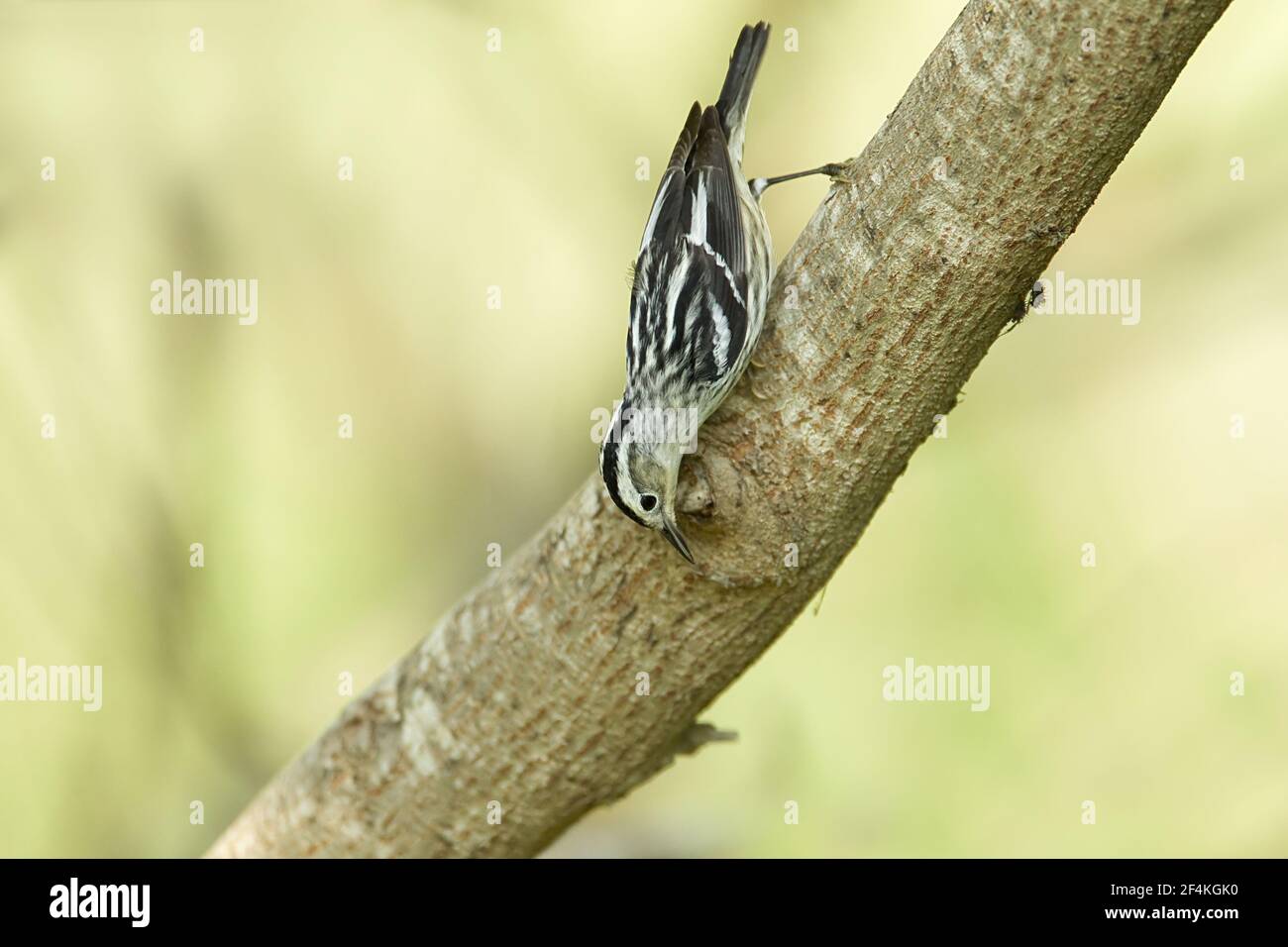 Bianco e Nero trillo - a caccia di insetti Mniotilta varia South Padre Island Texas, Stati Uniti d'America BI022297 Foto Stock