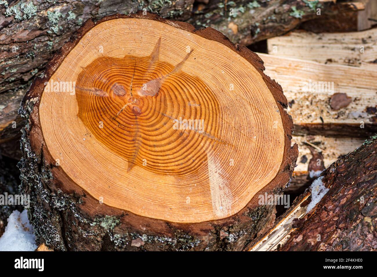 Grande pezzo circolare di sezione trasversale di legno con struttura di anelli di tronco e crepe, primo piano Foto Stock