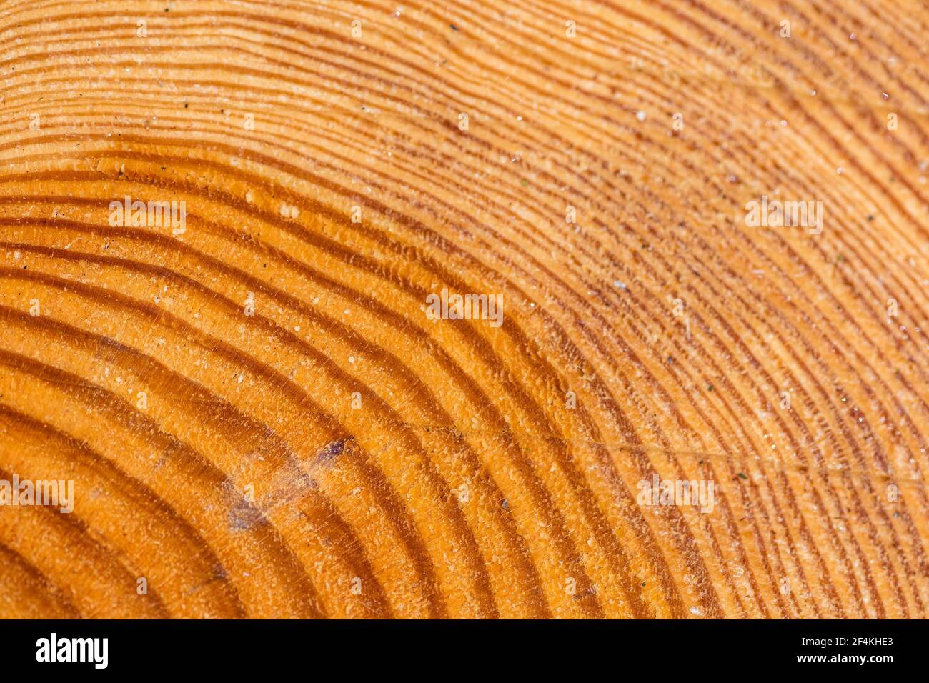 Grande pezzo circolare di sezione trasversale di legno con struttura di anelli di tronco e crepe, primo piano Foto Stock