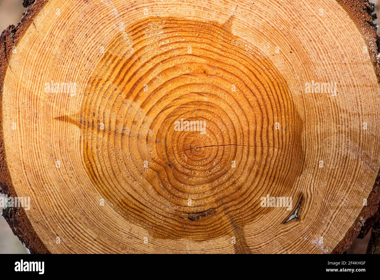 Grande pezzo circolare di sezione trasversale di legno con struttura di anelli di tronco e crepe, primo piano Foto Stock