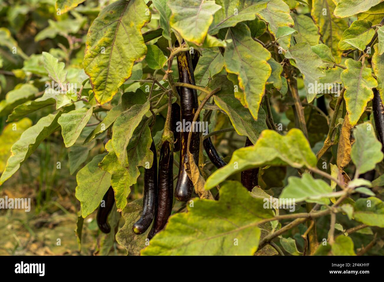 Black Eggplant porta molte forme e colori classici come lucido, viola-nero, verde, ecc, in quanto è una delle cultivar più popolari di Vegeta Foto Stock