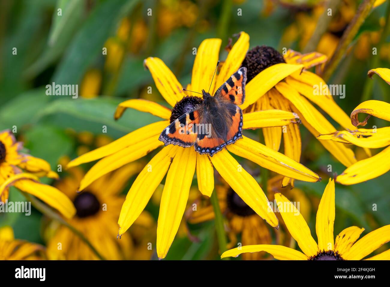 Piccola farfalla di tartaruga (Aglais urticae) con ali distese poggianti su una pianta di fiori di rudbeckia Black Eyed Susan, foto stock Foto Stock