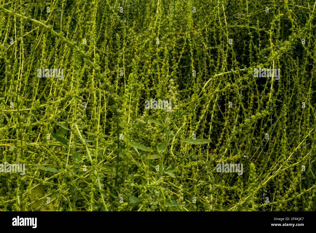 Molti ortaggi e fiori verdi, gli spinaci in realtà cadono in una famiglia alimentare diversa rispetto a molte altre verdure verdi ben note Foto Stock