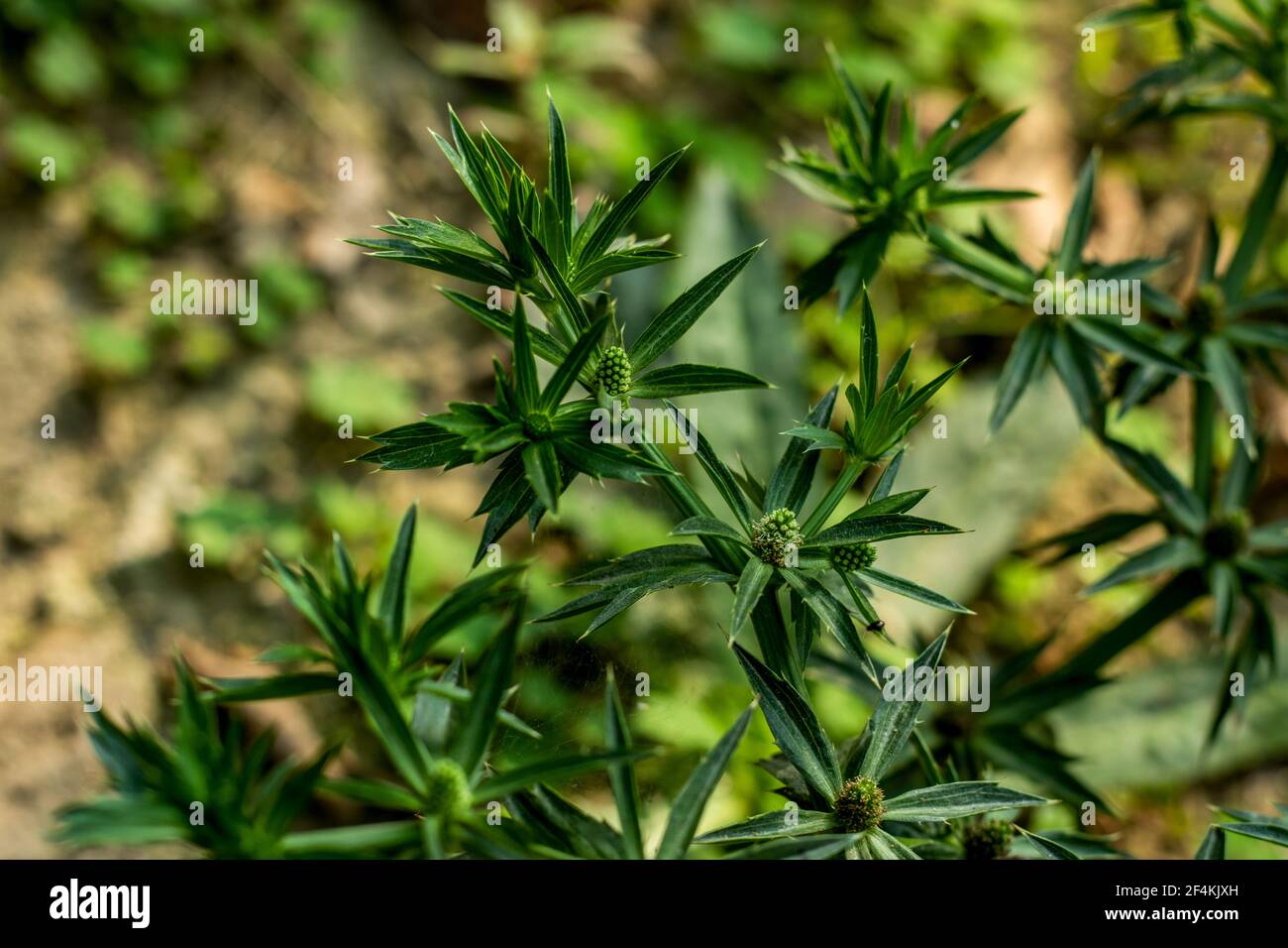 Il Culantro è una pianta di erbe selvatiche associata con il nome botanico Eryngium foetidum Foto Stock