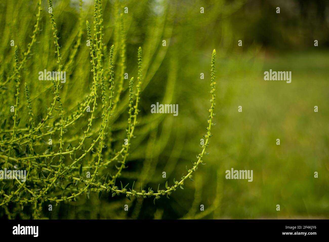 Gli alberi di spinaci e le foglie di fiore aiutano nella perdita di peso ed inoltre sono bassi nelle calorie. Il suo contiene quantità elevate di fibra Foto Stock
