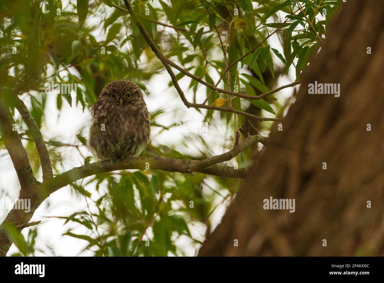 Un po 'di Owl al suo sito roost. Foto Stock