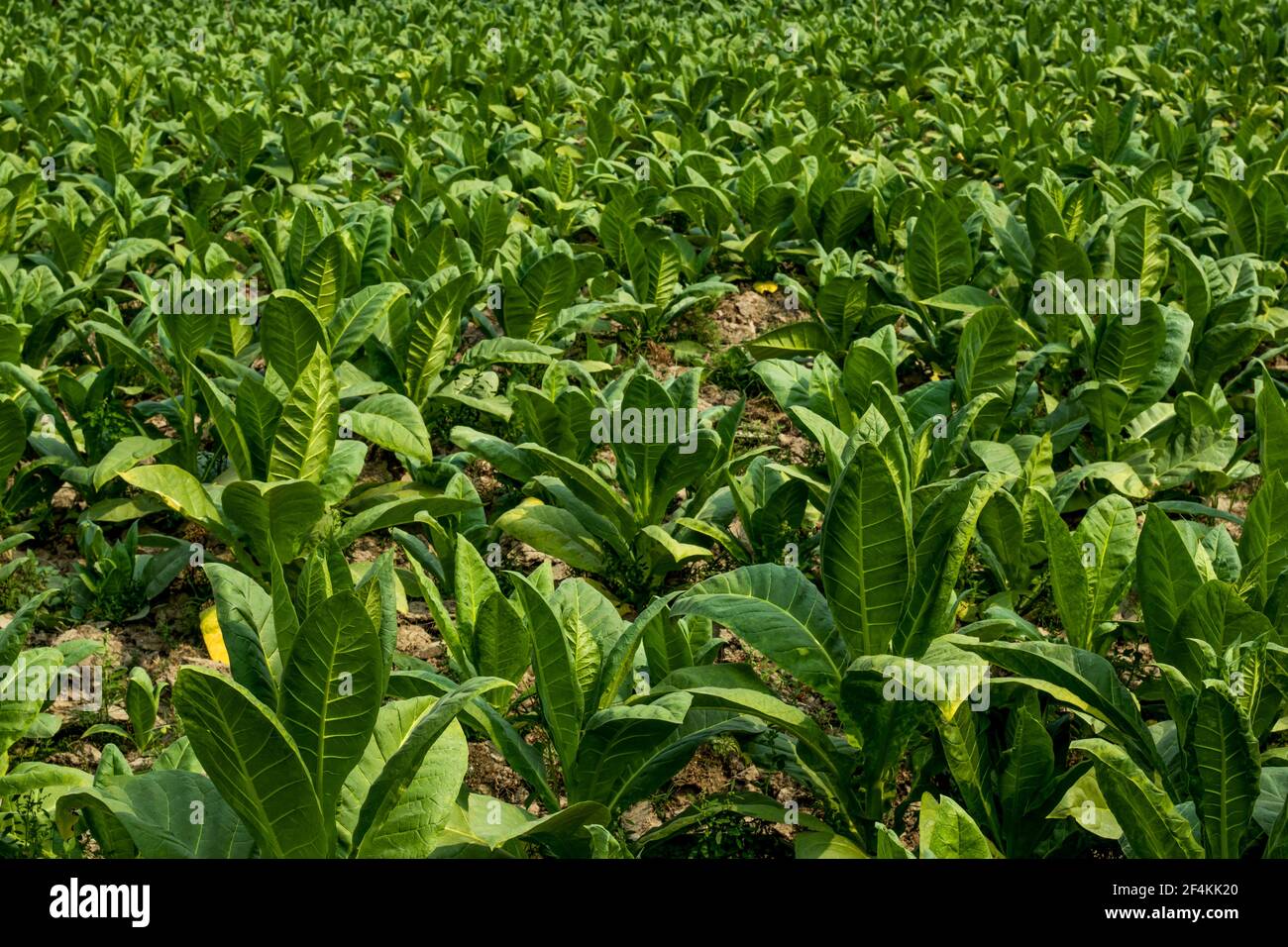 La pianta verde di foglia di tabacco dell'ombra o Solanaceae famiglia che ha usato per fumo Foto Stock