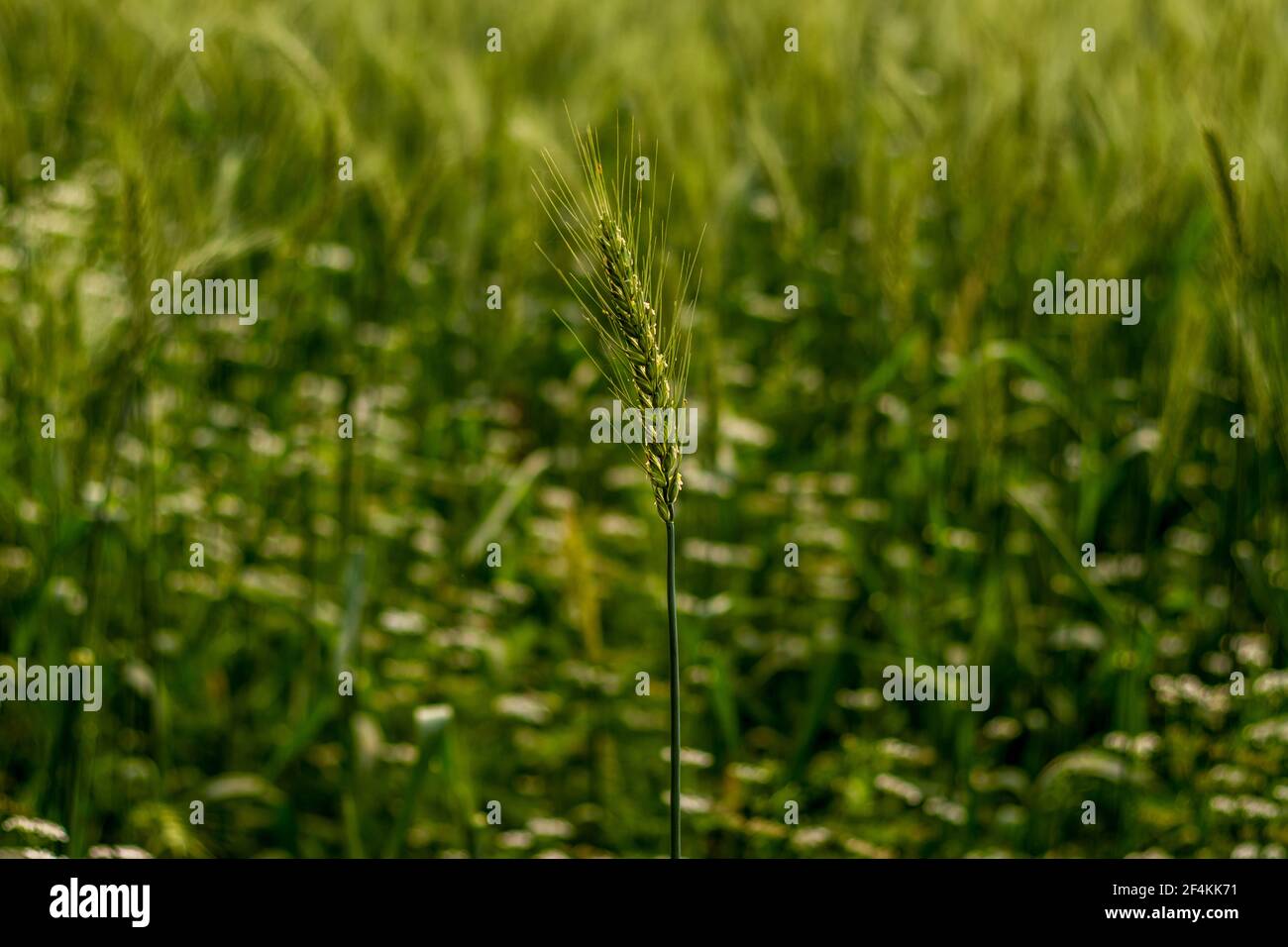 La farina di grano sulla Terra e il grano è un'erba ampiamente coltivata per il suo seme, un grano di cereali che è un alimento di base mondiale Foto Stock