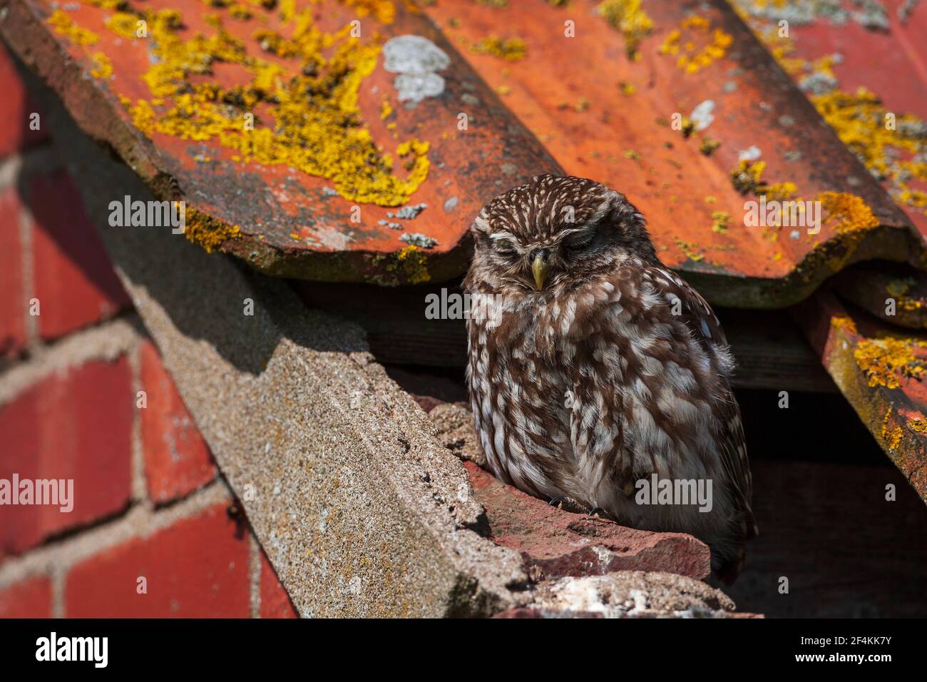 Un po 'di Owl al suo sito roost. Foto Stock