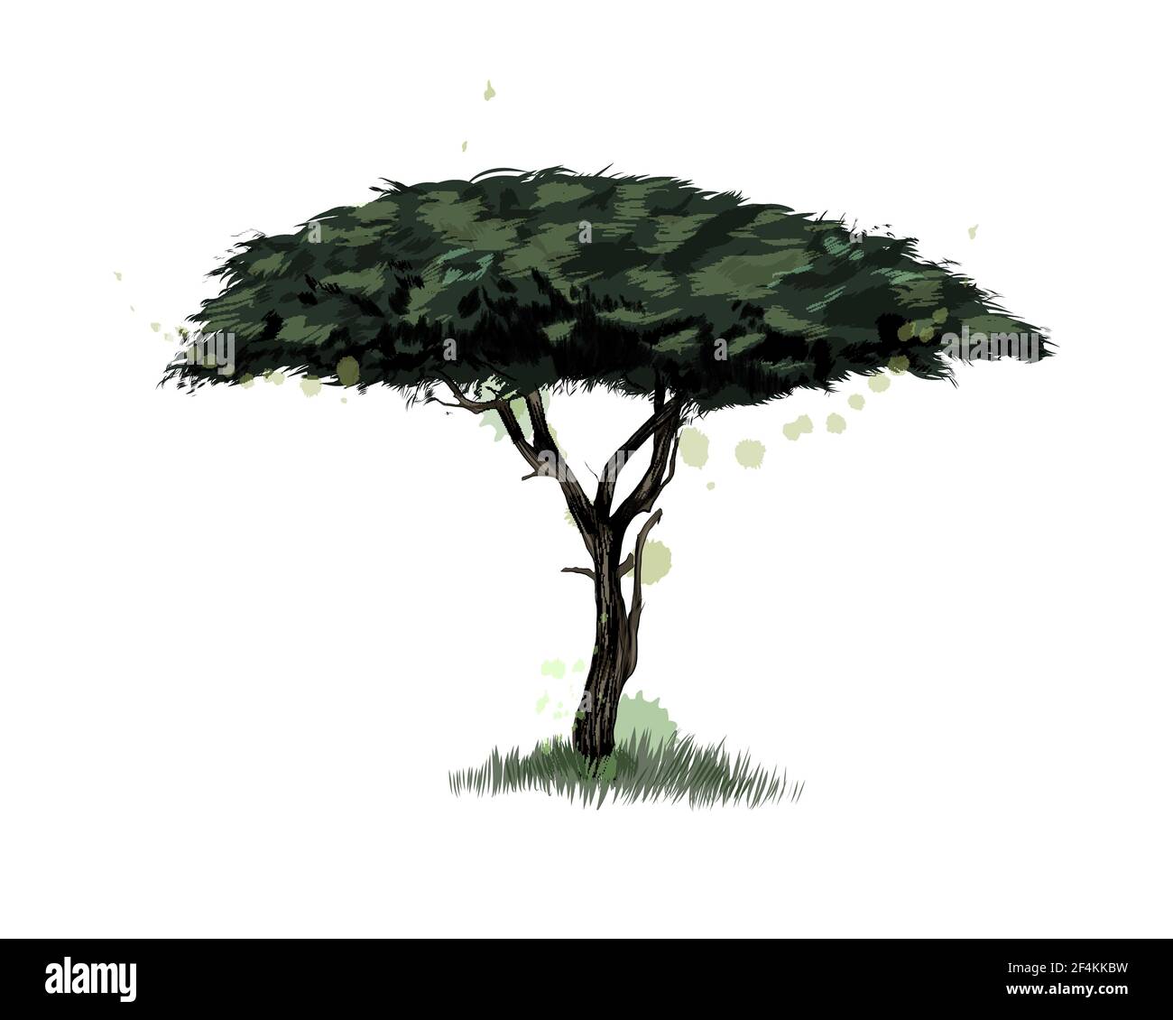 Acacia africana da un tuffo di acquerello, disegno colorato, realistico. Illustrazione vettoriale delle vernici Illustrazione Vettoriale