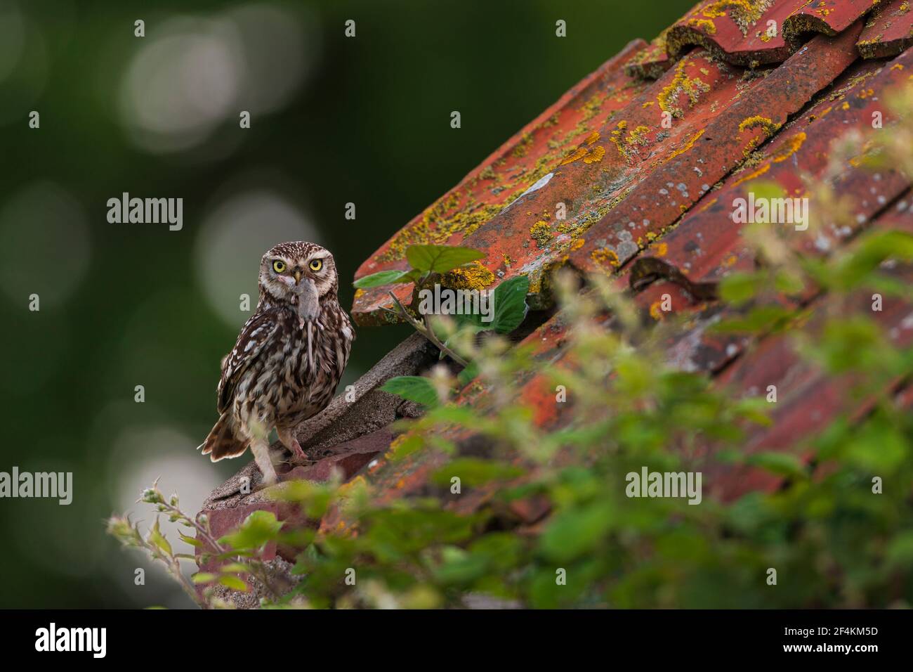 Un po 'di Owl al suo sito roost. Foto Stock