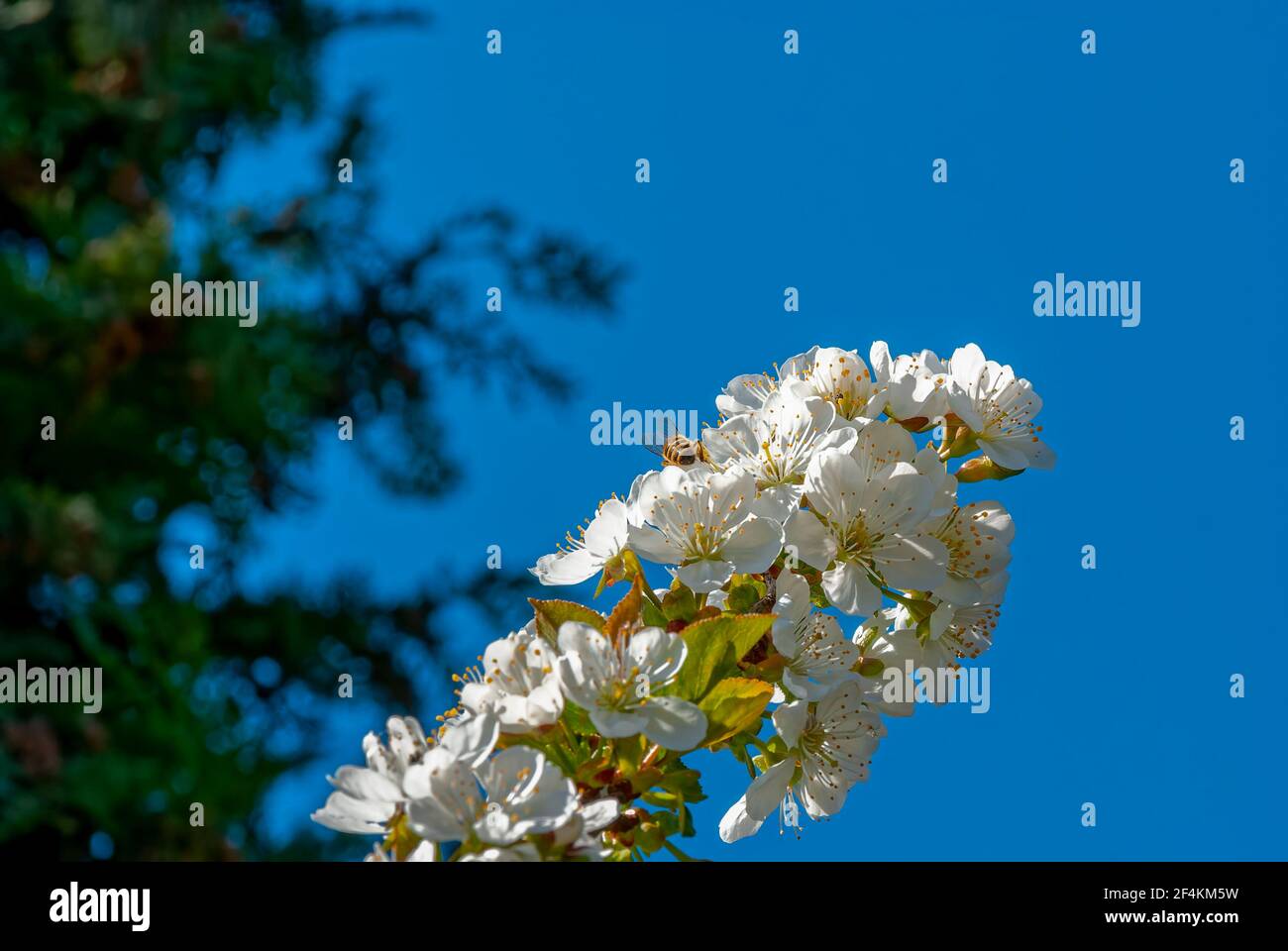Un ramo di ciliegia fiorisce contro un cielo e un giardino limpidi. Foto Stock