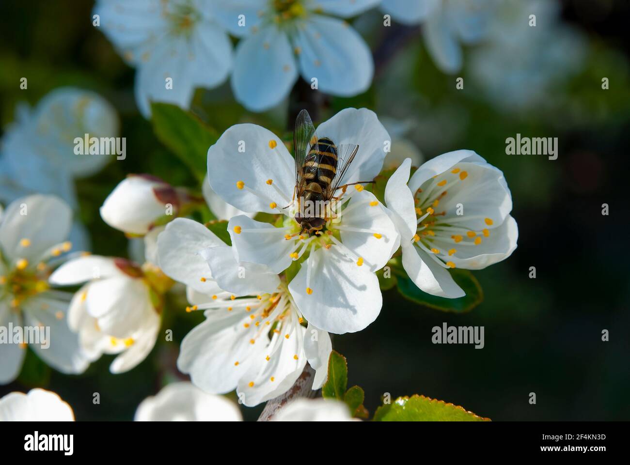 Fiore di ciliegio e ape. Foto Stock