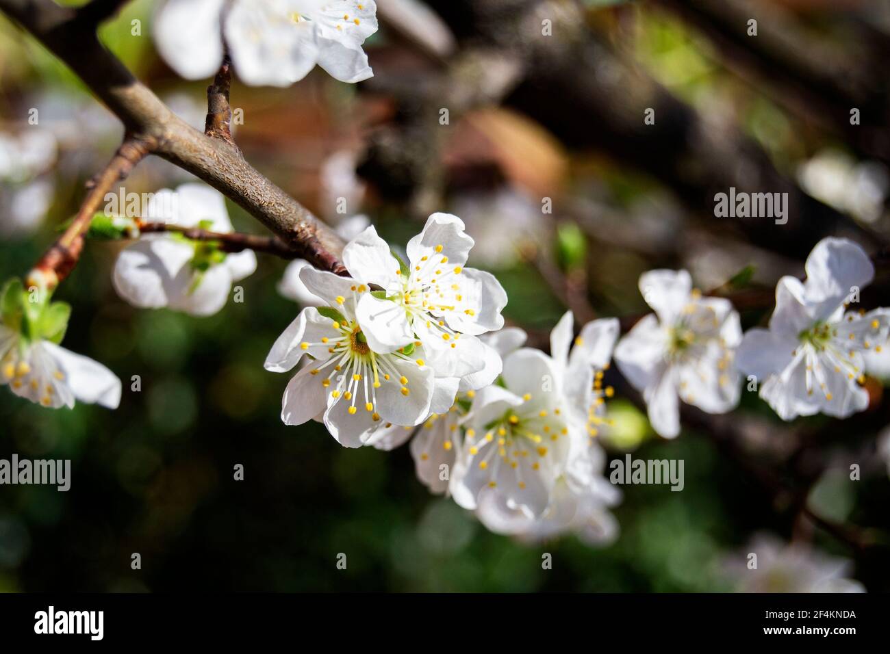 immagine morbida dei fiori di prunus su uno sfondo sfocato. natura, stagione primaverile, aprile, concetti di tranquillità Foto Stock